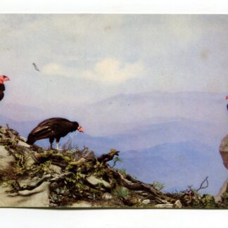 california-condor-3103