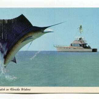 sailfish-catch-in-florida-waters-3106