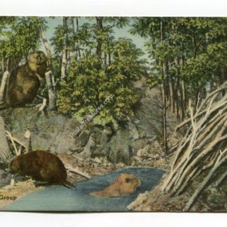 Beaver Group Boston Massachusetts