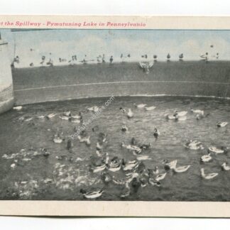 ducks-around-the-spillway-pymatuning-lake-in-pennsylvania-3170