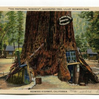 fraternal-monarch-quadruped-tree-lilley-redwood-park-redwood-highway-california-3126