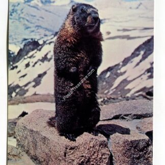 marmot-relative-of-woodchuck-lives-in-the-rockies-3130