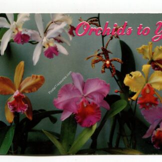 orchids-to-you-from-hawaii-3111