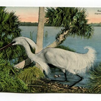 snowy-heron-florida-3135