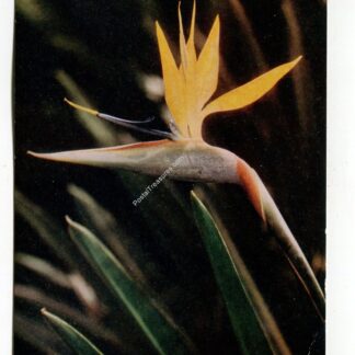 bird-of-paradise-hawaiian-islands-3240