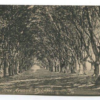 beach-tree-avenue-dukeries-3531