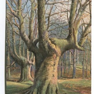 burnham-beeches-3557