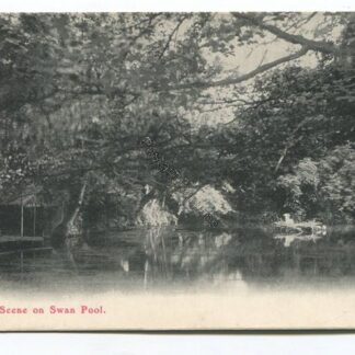 malvern-scene-on-swan-pool-3561