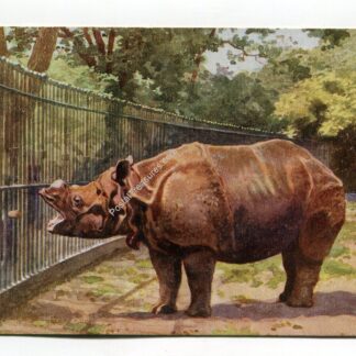 rhinoceros-zoological-gardens-london-3458