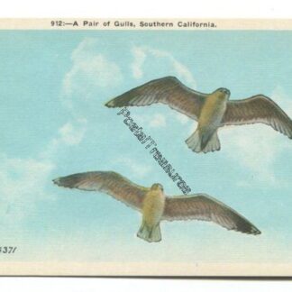 Gulls Southern California