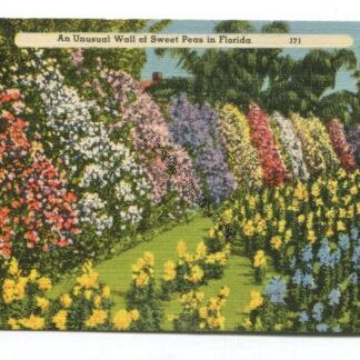 Sweet Peas Florida