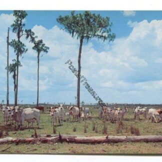 brahman-cattle-on-range-prairie-lands-of-florida-3832