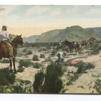 branding-cattle-3732