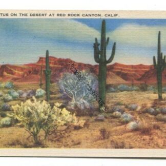 cactus-on-the-desert-at-red-rock-canyon-calif-3809