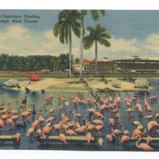 flamingos-feeding-at-hialeah-race-course-3823