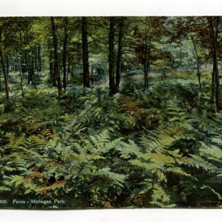 norwich-conn-ferns-mohegan-park-3653