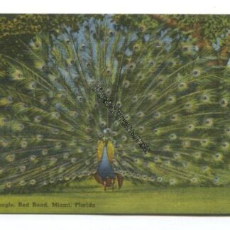 parrot-jungle-red-road-miami-florida-3822