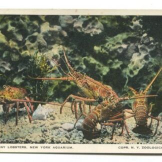 spiny-lobsters-new-york-aquarium-3743