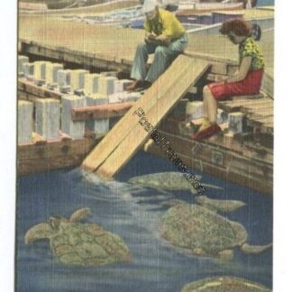 turtle-crawl-at-key-west-fla-3831