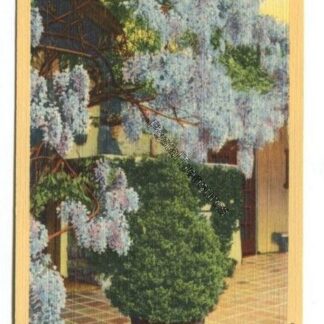 wisteria-blossoms-california-3798