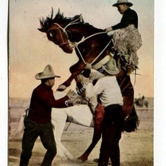 riding-an-outlaw-a-daring-cowboy-at-a-dangerous-sport-3898