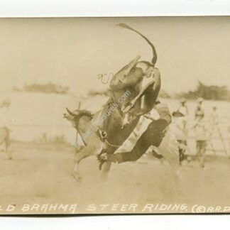 wild-brahma-steer-riding-3906