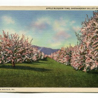 Apple Blossom Time Shenandoah Valley