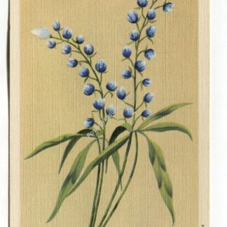 blue-bonnet-the-state-flower-of-texas-4028
