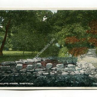 endcliffe-woods-sheffield-4056