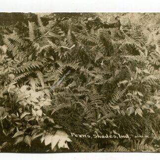 ferns-shades-indiana-4188