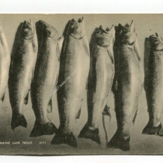 maine-lake-trout-4335