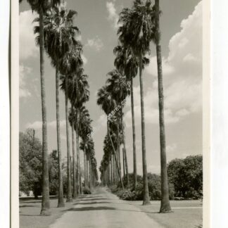 palm-lined-road-in-the-rio-grand-valley-texas-4017