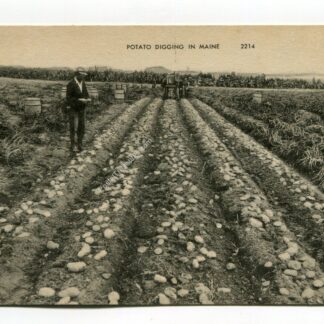 potato-digging-in-maine-4355