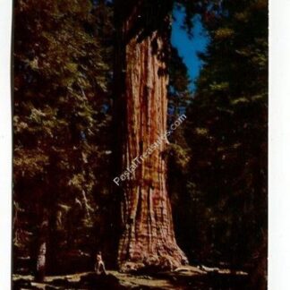 president-tree-giant-forest-sequoia-national-park-california-4256