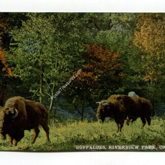 buffaloes-riverview-park-omaha-nebraska-4430