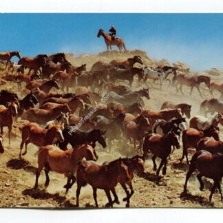 Horses at Roundup Time