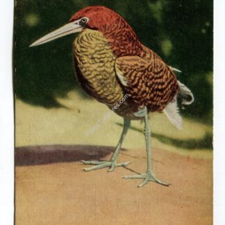 Amazon Tiger Bittern New York Zoological Park