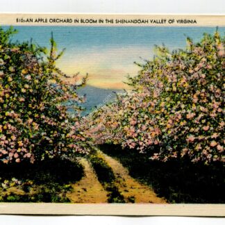 Apple Orchard Shenandoah Valley