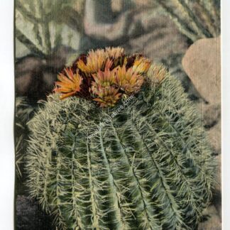 Barrel Cactus