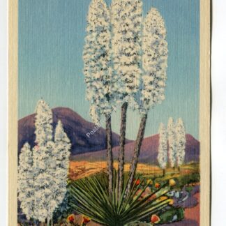 Yucca - Flower of the Desert