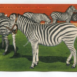 Zebras at Ringling Brothers Winter Quarters Sarasota Florida