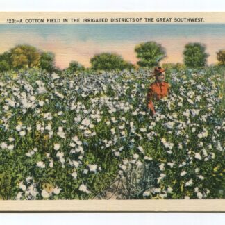 COTTON FIELD GREAT SOUTHWEST