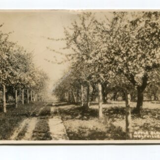 Apple Blossoms Wolfville Nova Scotia Canada