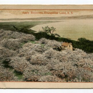 Apple Blossoms Evangeline Nova Scotia Canada